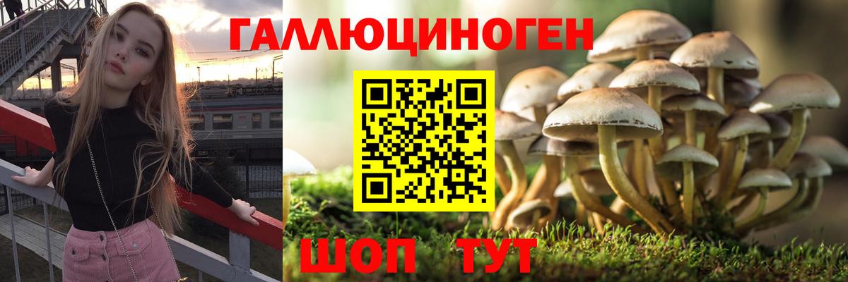 Галлюциногенные грибы GOLDEN TEACHER Туапсе